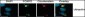 Ubiquitin Antibody 